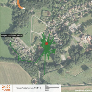 Illustration for article titled GPS maps reveal where cats go all day